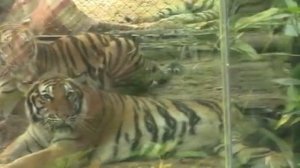 Зоопарк в Сафари- парке . Вьетнам.о.Фукуок