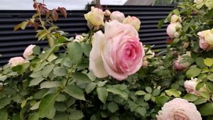 Пьер де Ронсар (клаймбер) зажигает 2 цветение, середина сентября