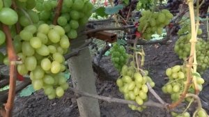 ГФ Милана  0 (Гречко М.А. Украина) на 9 08 2019г