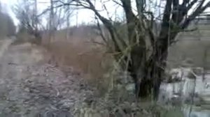 Удачный выстрел-охота на лося