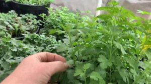 Что делать с тонкими черенками хризантем? Какие действия сейчас в декабре?