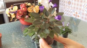 Мини фиалки с цветами колокольчиками. Мини трейлеры