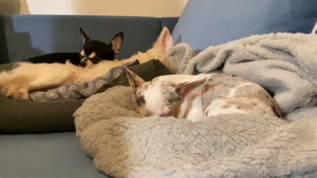 СКАЗКА ОТ ЧИХУАХУА ПЕТРУШКИ #1 Кролик Питер | Говорящие Собаки смотреть онлайн