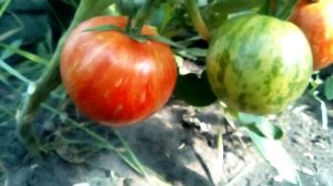 Обзор помидора сорт Толстый боцман 18 августа 2020 г.