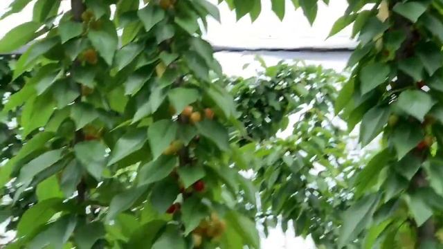 Самба гилос нави смотреть онлайн