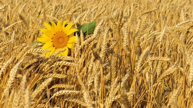 Европа против того чтобы Кубань стала главным поставщиком с/х семян смотреть онлайн