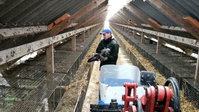 ⚫Работа в Дании 🐭Норки🐭 Работа на ферме ⚫ смотреть онлайн