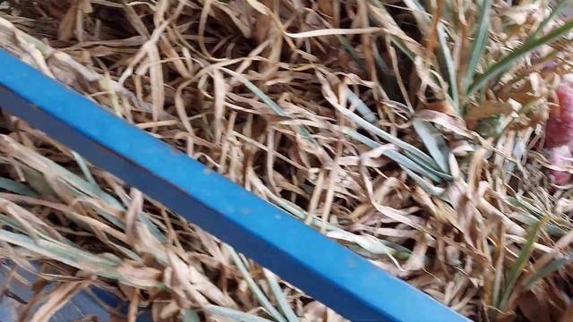 SARIMSAK HASADI NASIL VE NE ZAMAN YAPILIR? SARIMSAK HASADI HAKKINDA BİLİNMESİ GEREKENLER???? смотреть онлайн