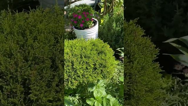 КЛУМБА СВОИМИ РУКАМИ #рекомендации #клумба #клумбасвоимируками #клумбы #клубника #розы #хвойные #са