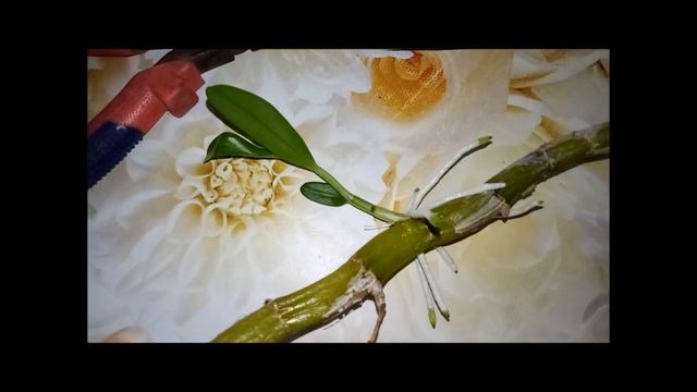 Размножение орхидеи дендробиума Comet King Akatsuki. смотреть онлайн