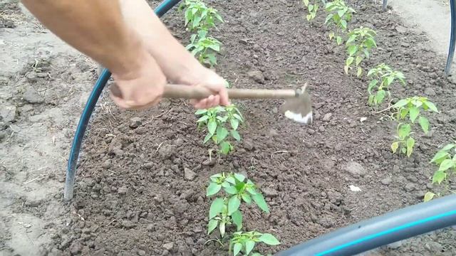 Самый простой способ сделать Ваши перцы невероятно счастливыми. смотреть онлайн