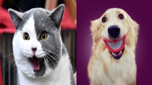 Новые приколы 2021 / Смешные Видео / Угарное видео смех до слез.