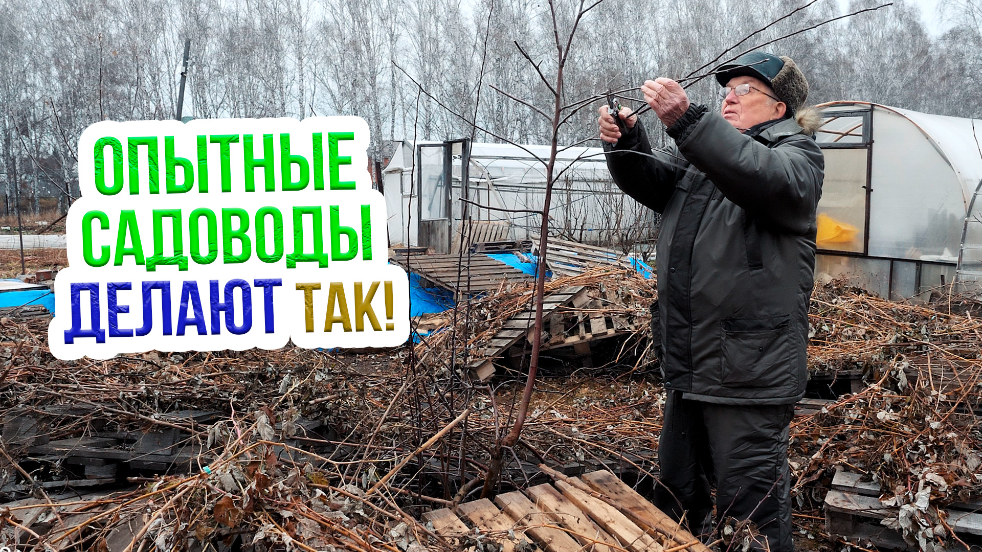 Заготовка черенков для прививки - какие сроки и на что обратить внимание!