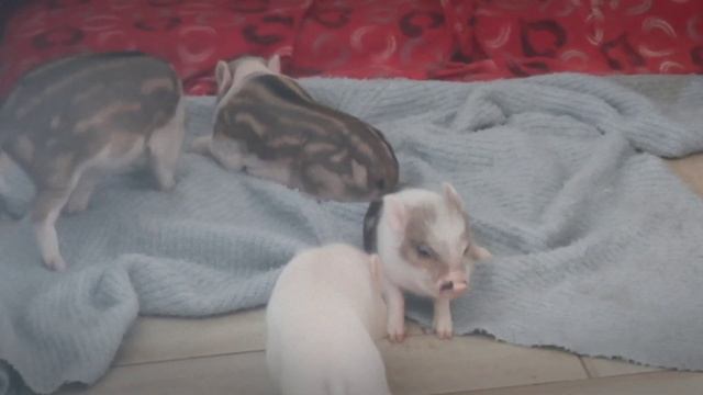 Догонялки! ? Минипиги, минипиг, микропиги, minipig, micropig, питомник Рязанская Диковинка, Рязань
