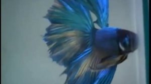 Рыба петушок