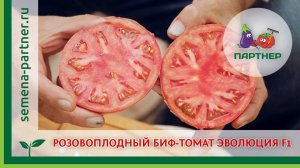 РОЗОВОПЛОДНЫЙ БИФ-ТОМАТ ЭВОЛЮЦИЯ F1
