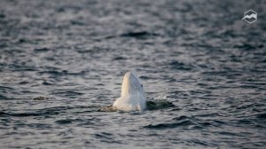 Белое море вместо Чёрного. Отдых в Карелии
