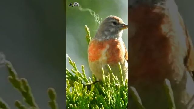 Голоса птиц, коноплянка. Birds and nature. #shorts ???