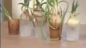 ➽ Зеленый лук на подоконнике | Секрет быстрого роста | Зеленый лук за 14 дней