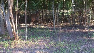 Wild deer in the forest / Дикие олени в лесу