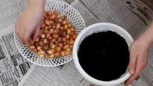 Огород на балконе: выращиваем лук.