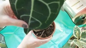 Мои новинки. Пересадка антуриума кларинервиума.