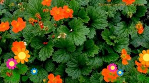 Гравилат ярко-красный Борисий. Краткий обзор, описание geum coccineum borisii-strain Borisii