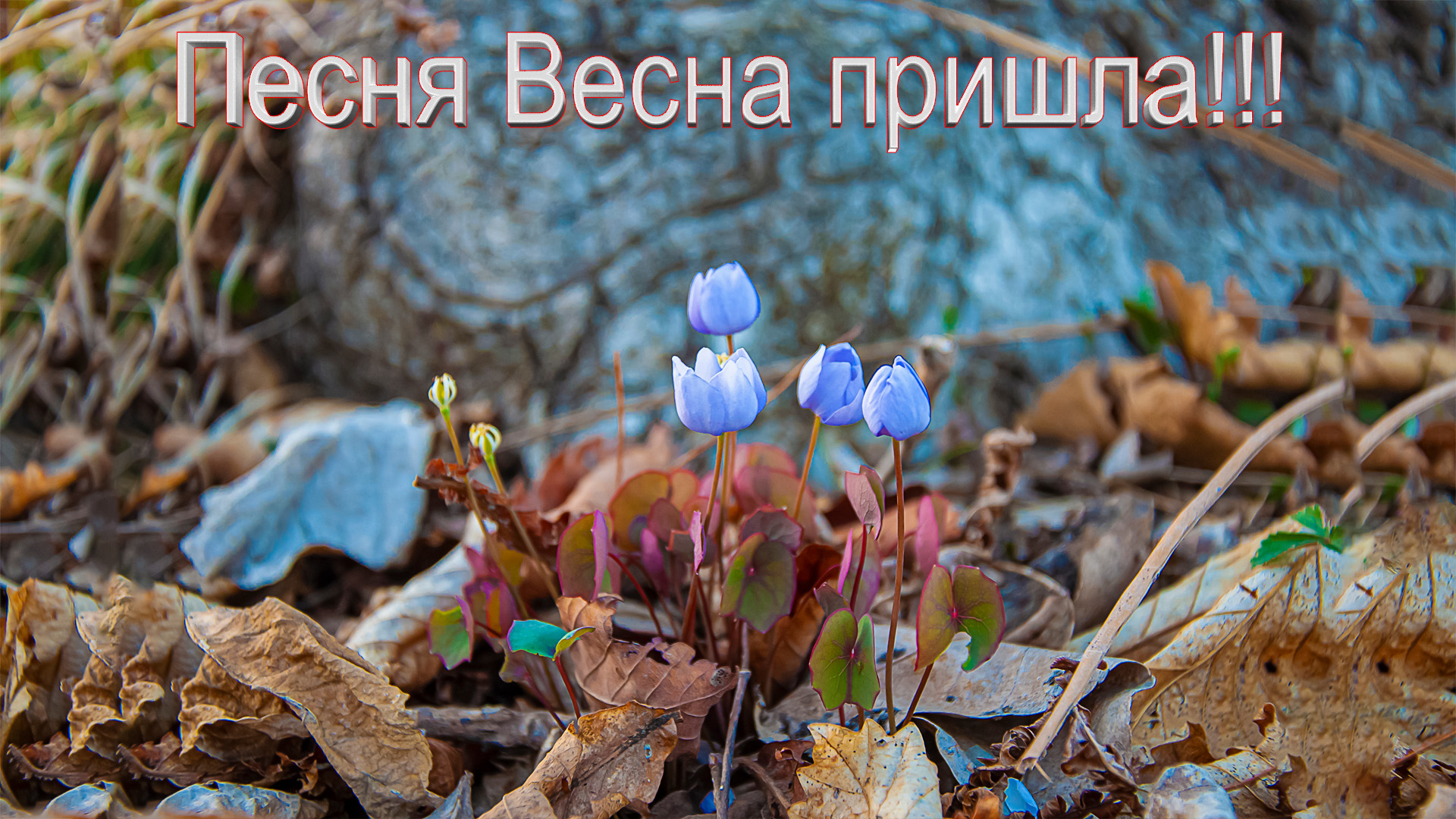 Природа Приморского края весной. Дожить до весны. Весенняя страница. Песни про весну на английском