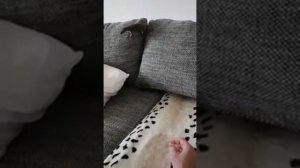 Прикольная домашняя ласка