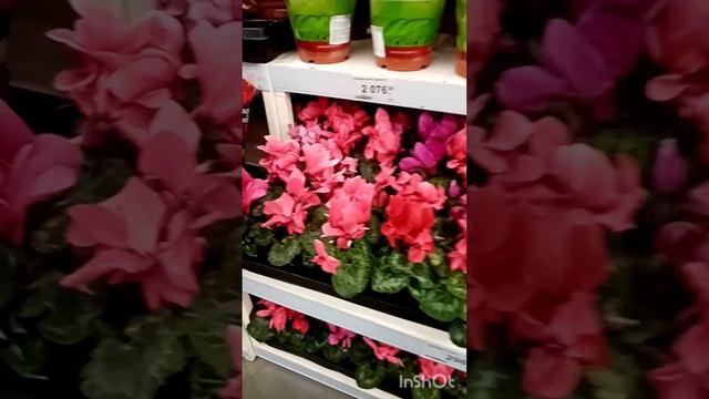 ЯРКАЯ ЗВЕЗДА ПУАНСЕТТИЯ. смотреть онлайн