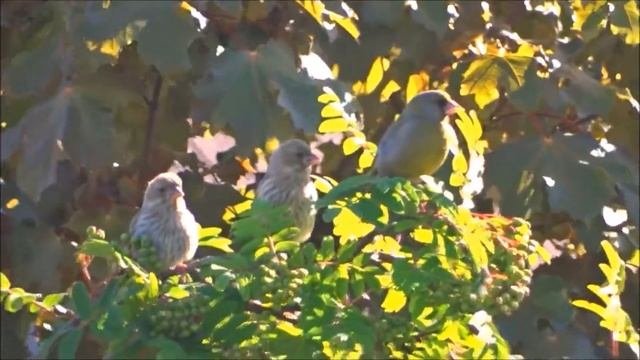Птенцы зеленушки
