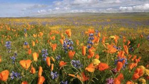 Окружающий мир 3 класс ч.1, тема урока "Разнообразие растений", с.69-73, Школа России