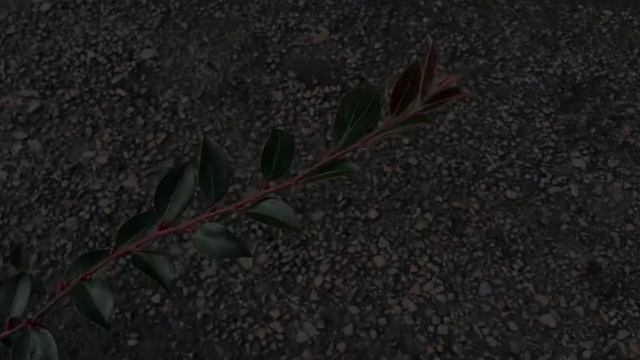 Quel Camélia en fleur en hiver ? Le Camélia 'Fairy Blush' смотреть онлайн