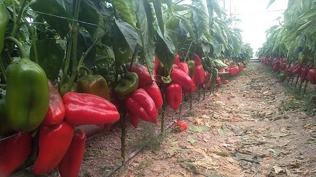 Перец Феррари. Все кусты забиты перцем. Такого в Ынтымаке еще никогда не видели! смотреть онлайн