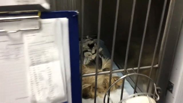 Пациент из Астрахани [Ветклиника Чулковой] смотреть онлайн