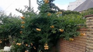 Кампсис Flava