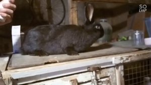 Эйметерм (кокцидиоз у кроликов ,чем лечить ?)