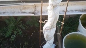 Утепляем деревья на зиму .