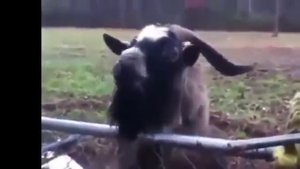 Необычные, но очень забавные звуки Козлов