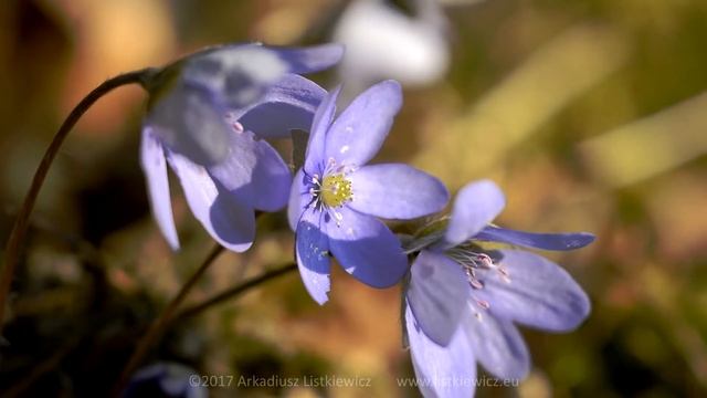 Przylaszczka / Hepatica nobilis - 2017 смотреть онлайн