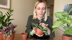 Что делать с растением после покупки / нужно ли пересаживать? /  обработка /адаптация