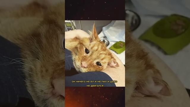 самый грустный кот? #факты #коты #грустнаяистория