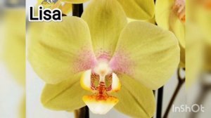 Женские имена у орхидей. Каталог орхидей с  именами.