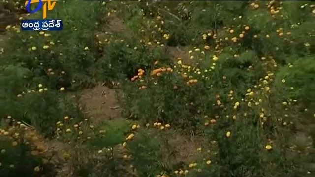 Beautiful Flowers and Nice Roadside View in Amaravati \ Report смотреть онлайн