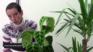 Калатея зебрина уход в домашних условиях / Calathea zebrina care at home