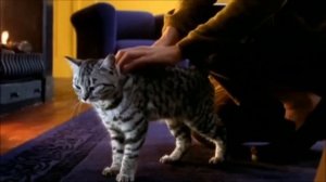 ПЛЮСЫ и МИНУСЫ КОШЕК в ДОМЕ!