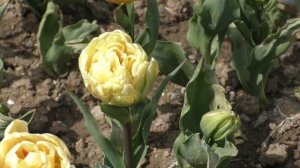 Парад тюльпанов 2021 в Никите