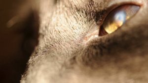 dSLR Video - Macro of Cat