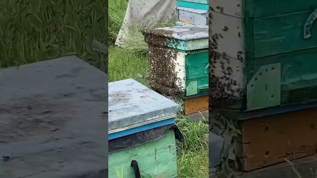 На пасеке