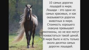 240 Группа СПЕЙС - Синева